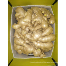 Supply Fresh Ginger Air Dry Ginger in Anqiu China